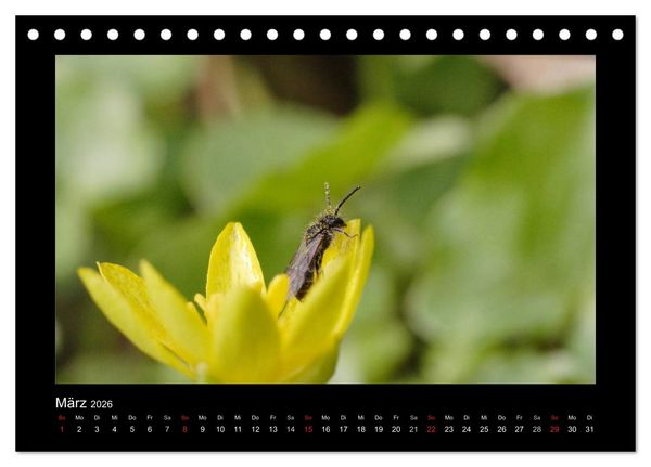 Produktbild: Die Wildbienen Deutschlands (Tischkalender 2026 DIN A5 quer), CALVENDO Monatskalender