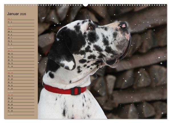 Produktbild: Deutsche Doggen - Sanfte Riesen (hochwertiger Premium Wandkalender 2026 DIN A2 quer), Kunstdruck in Hochglanz