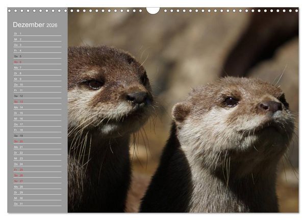 Produktbild: Otter. Frech, laut und clever (Wandkalender 2026 DIN A3 quer), CALVENDO Monatskalender