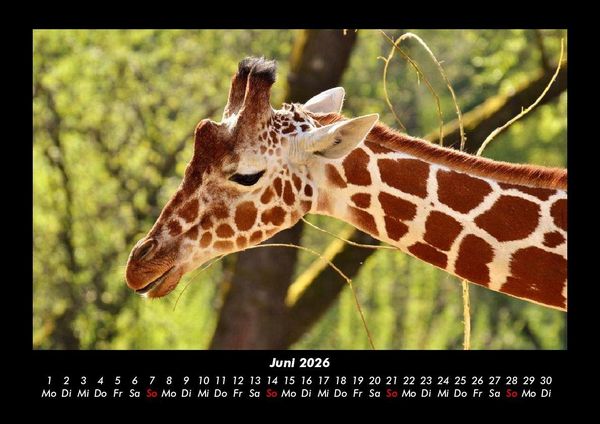 Produktbild: Giraffen 2026 Fotokalender DIN A3