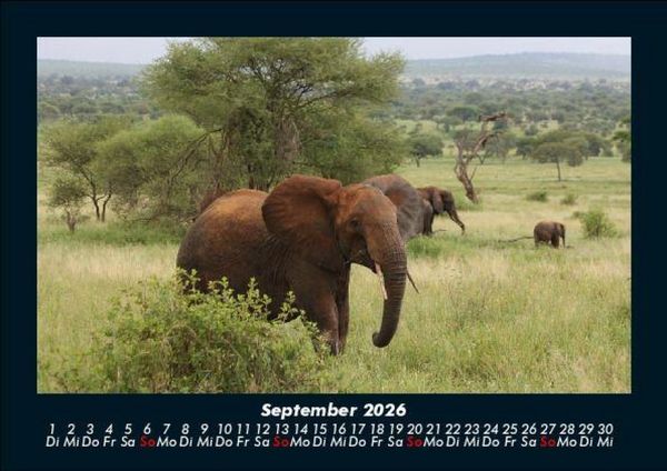Produktbild: Der Elefantenkalender 2026 Fotokalender DIN A5