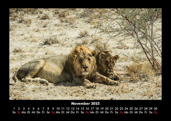Produktbild: L&ouml;wen in der Wildnis 2025 Fotokalender DIN A3