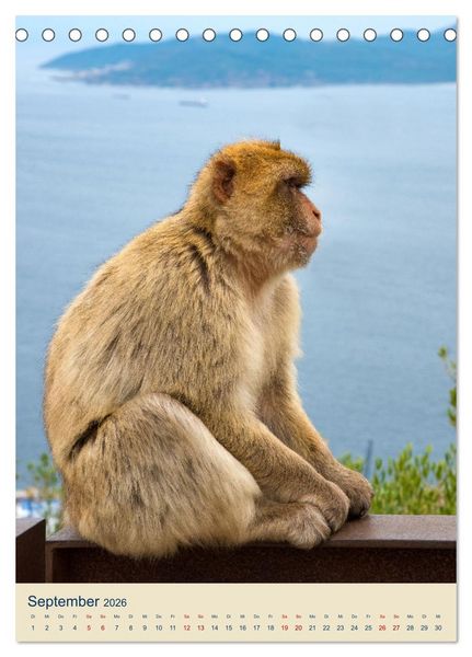 Produktbild: Gibraltar - Die Heimat der Berberaffen auf dem Rock (Tischkalender 2026 DIN A5 hoch), CALVENDO Monatskalender