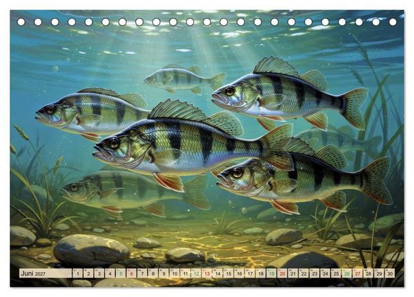 Produktbild: Barsche im See (Tischkalender 2027 DIN A5 quer), CALVENDO Monatskalender