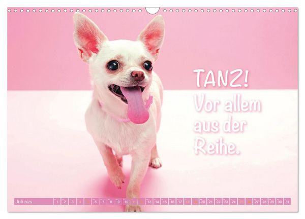 Produktbild: Chihuahua: Kleine Hunde, aber oho (Wandkalender 2026 DIN A3 quer), CALVENDO Monatskalender