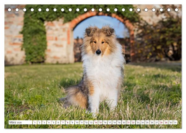 Produktbild: Der Collie - ein Hund f&uuml;rs Herz (Tischkalender 2026 DIN A5 quer), CALVENDO Monatskalender