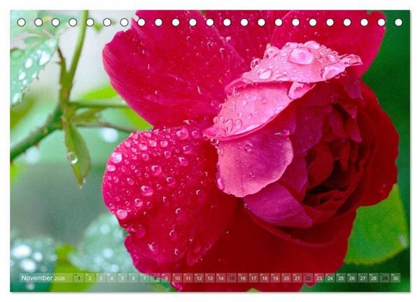 Produktbild: Stolze Rosen (Tischkalender 2026 DIN A5 quer), CALVENDO Monatskalender