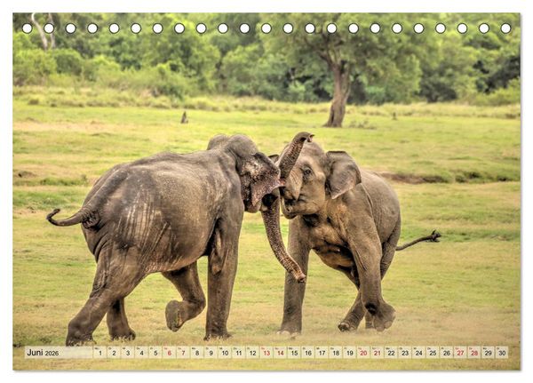 Produktbild: Sri Lanka - Tempel, Tee und Elefanten (Tischkalender 2026 DIN A5 quer), CALVENDO Monatskalender