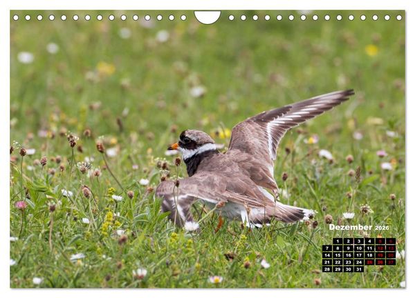 Produktbild: Die Vogelwelt der &Auml;u&szlig;eren Hebriden (Wandkalender 2026 DIN A4 quer), CALVENDO Monatskalender