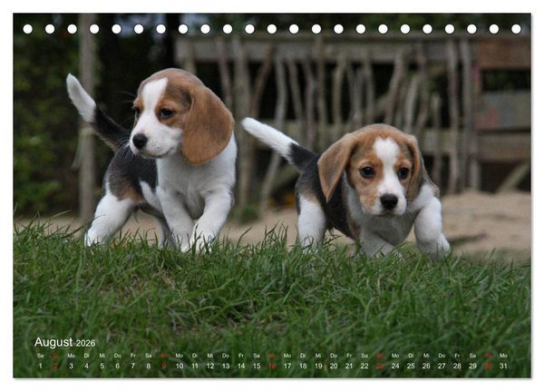 Produktbild: Beagle (Tischkalender 2026 DIN A5 quer), CALVENDO Monatskalender