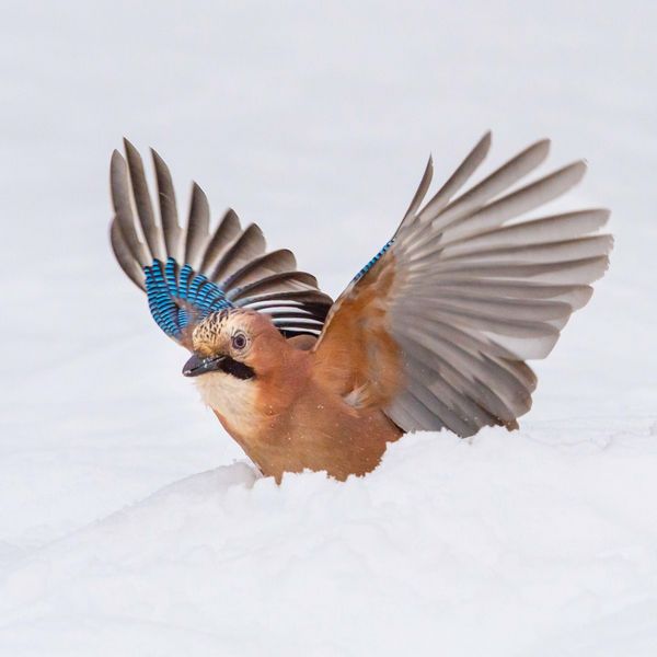 Produktbild: Birds 2027