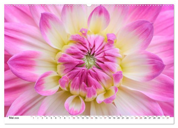 Produktbild: Dahlien-Kronen (Wandkalender 2026 DIN A2 quer), CALVENDO Monatskalender