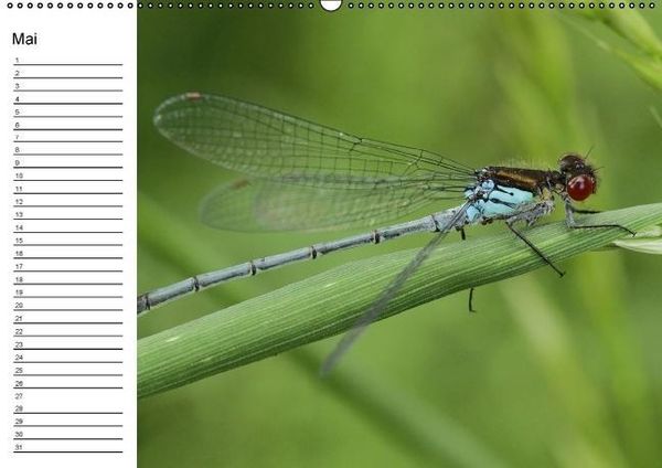 Produktbild: Libellen Geburtstagskalender (Wandkalender immerw&auml;hrend DIN A2 quer)