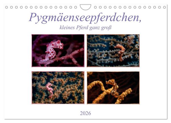 Pygmäenseepferdchen, kleines Pferd ganz groß (Wandkalender 2026 DIN A4 quer), CALVENDO Monatskalender