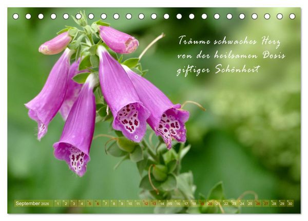 Produktbild: Haiku Poesie in Wort und Bild (Tischkalender 2026 DIN A5 quer), CALVENDO Monatskalender