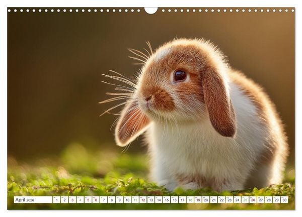 Produktbild: Flauschige Momente (Wandkalender 2026 DIN A3 quer), CALVENDO Monatskalender