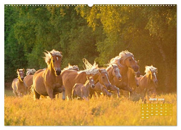 Produktbild: Haflinger: Die blonden Pferde von der Alm (Wandkalender 2026 DIN A2 quer), CALVENDO Monatskalender