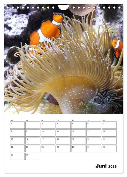 Produktbild: Zauberwelt. Fische, Korallen und Co. (Wandkalender 2026 DIN A4 hoch), CALVENDO Monatskalender
