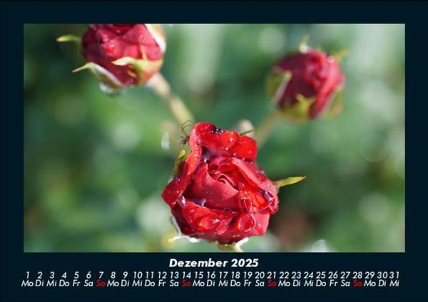Produktbild: Rosen-Kalender 2025 Fotokalender DIN A5