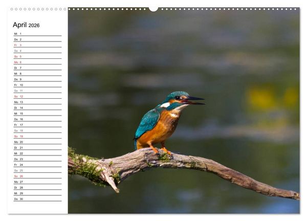Produktbild: Eisv&ouml;gel (hochwertiger Premium Wandkalender 2026 DIN A2 quer), Kunstdruck in Hochglanz