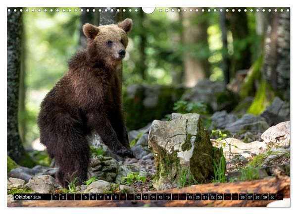 Produktbild: Lautlos in den W&auml;ldern Sloweniens (Wandkalender 2026 DIN A3 quer), CALVENDO Monatskalender
