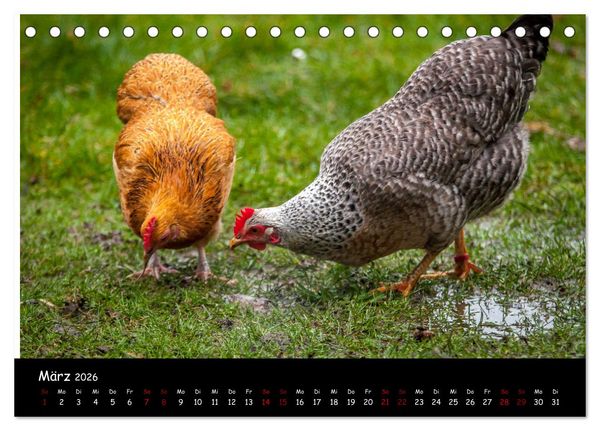 Produktbild: Neues von den Gartenh&uuml;hnern (Tischkalender 2026 DIN A5 quer), CALVENDO Monatskalender