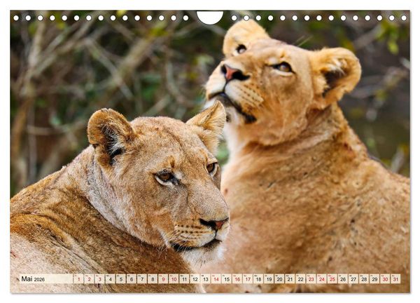 Produktbild: Afrikas L&ouml;wen 2026 (Wandkalender 2026 DIN A4 quer), CALVENDO Monatskalender