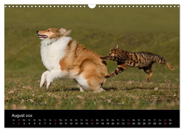 Produktbild: Freig&auml;nger - Hauskatzen unterwegs (Wandkalender 2026 DIN A3 quer), CALVENDO Monatskalender