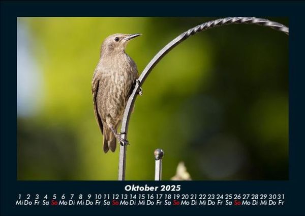 Produktbild: Welt der V&ouml;gel 2025 Fotokalender DIN A5