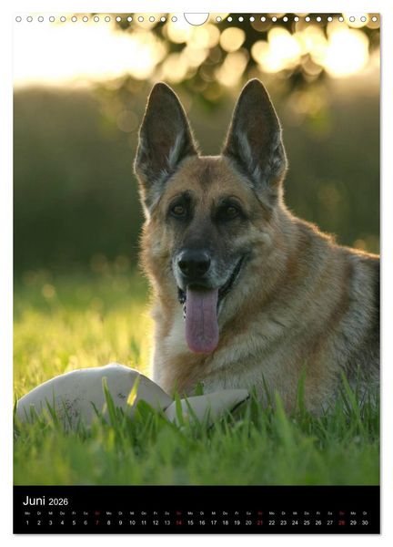 Produktbild: Deutscher Sch&auml;ferhund (Wandkalender 2026 DIN A3 hoch), CALVENDO Monatskalender