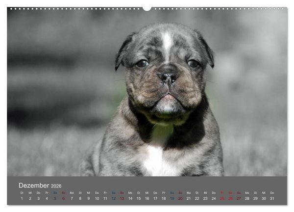 Produktbild: Bulldoggen-Zwerge (hochwertiger Premium Wandkalender 2026 DIN A2 quer), Kunstdruck in Hochglanz