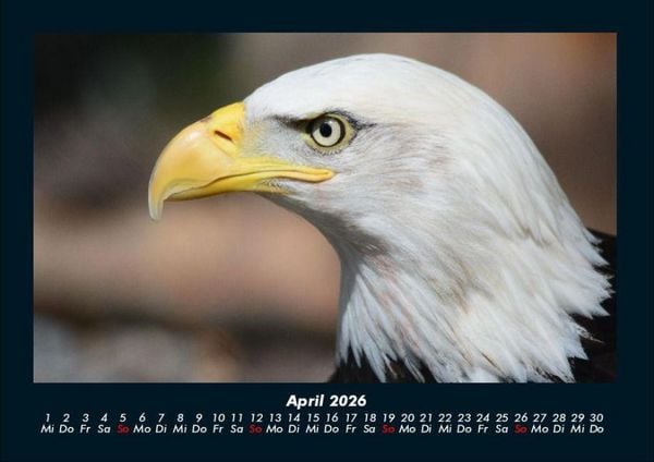 Produktbild: Adler 2026 Fotokalender DIN A4