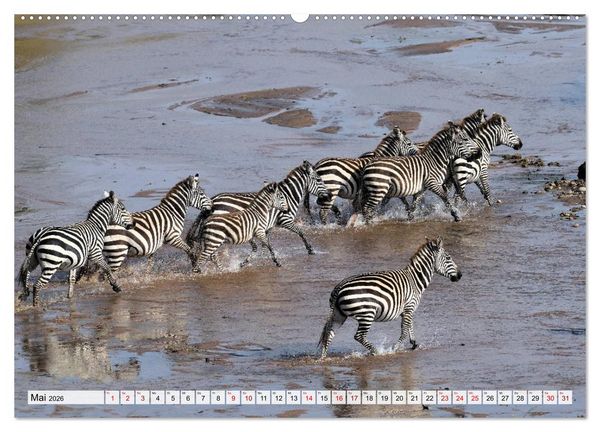 Produktbild: Faszination Afrika: Zebras (hochwertiger Premium Wandkalender 2026 DIN A2 quer), Kunstdruck in Hochglanz