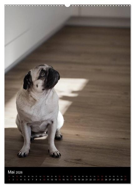 Produktbild: Das Mops-Jahr 2026 (hochwertiger Premium Wandkalender 2026 DIN A2 hoch), Kunstdruck in Hochglanz