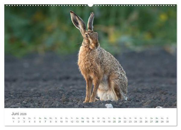 Produktbild: Feldhasen - dem Langohr auf der Spur (hochwertiger Premium Wandkalender 2026 DIN A2 quer), Kunstdruck in Hochglanz