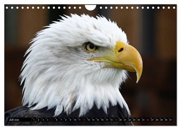 Produktbild: Wei&szlig;kopfseeadler. Symbol der Freiheit (Wandkalender 2026 DIN A4 quer), CALVENDO Monatskalender