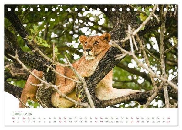 Produktbild: Tierwelten UGANDA (Tischkalender 2026 DIN A5 quer), CALVENDO Monatskalender