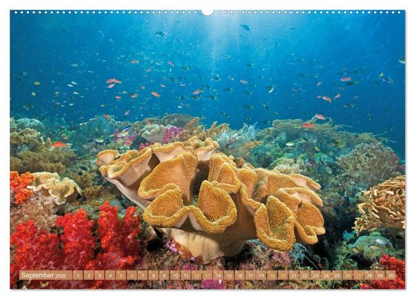 Produktbild: Fischparadies Riff (hochwertiger Premium Wandkalender 2026 DIN A2 quer), Kunstdruck in Hochglanz