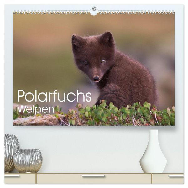 Produktbild: Polarfuchs-Welpen (hochwertiger Premium Wandkalender 2026 DIN A2 quer), Kunstdruck in Hochglanz
