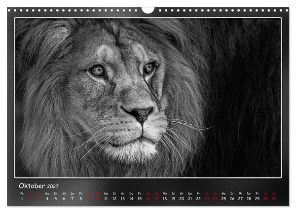 Produktbild: Tieren ins Gesicht geschaut (Wandkalender 2027 DIN A3 quer), CALVENDO Monatskalender