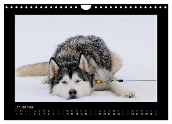 Produktbild: Huskys im Schnee (Wandkalender 2026 DIN A4 quer), CALVENDO Monatskalender