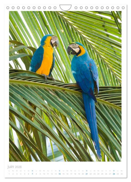 Produktbild: Le Pantanal (Calendrier mural 2026 DIN A4 horizontal), CALVENDO calendrier mensuel