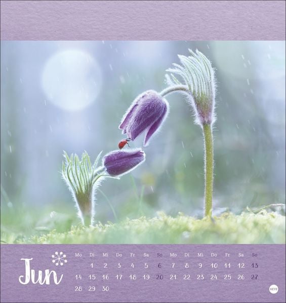 Produktbild: Vadim Trunov: M&auml;rchenhaftes Waldleben Postkartenkalender 2027