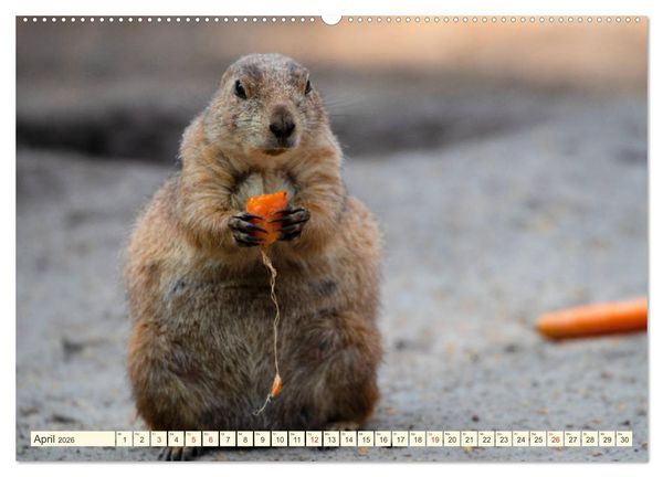 Produktbild: Pr&auml;riehunde - s&uuml;&szlig;e S&auml;uger (hochwertiger Premium Wandkalender 2026 DIN A2 quer), Kunstdruck in Hochglanz