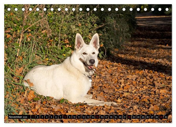Produktbild: Berger Blanc Suisse - Weggef&auml;hrten auf 4 Pfoten (Tischkalender 2026 DIN A5 quer), CALVENDO Monatskalender