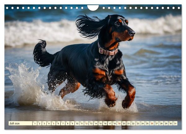 Produktbild: Gordon Setter - elegantes Kraftpaket (Wandkalender 2026 DIN A4 quer), CALVENDO Monatskalender