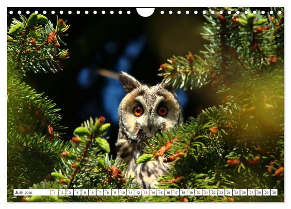 Produktbild: Sch&ouml;nheiten im Federkleid - Heimische Wildv&ouml;gel im Portrait (Wandkalender 2026 DIN A4 quer), CALVENDO Monatskalender