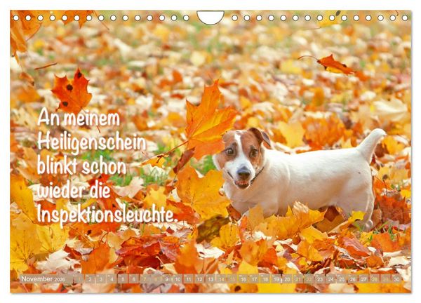 Produktbild: Jack Russell Terrier: Komm spielen (Wandkalender 2026 DIN A4 quer), CALVENDO Monatskalender