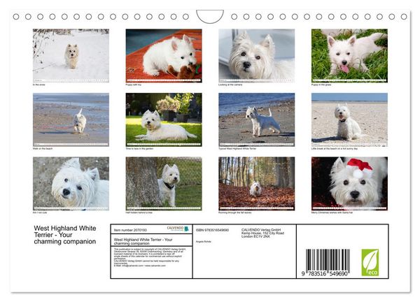 Produktbild: West Highland White Terrier - Your charming companion (Wall Calendar 2026 DIN A4 landscape), CALVENDO 12 Month Wall Calendar