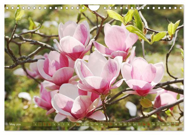Produktbild: A Magnolia Dream (Wall Calendar 2026 DIN A4 landscape), CALVENDO 12 Month Wall Calendar
